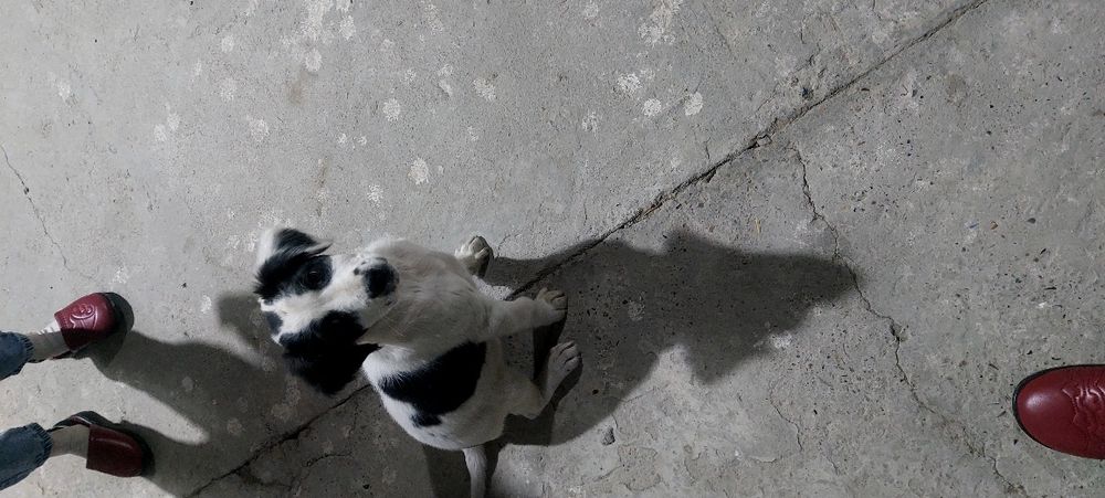 It bolasi tekinga beriladi