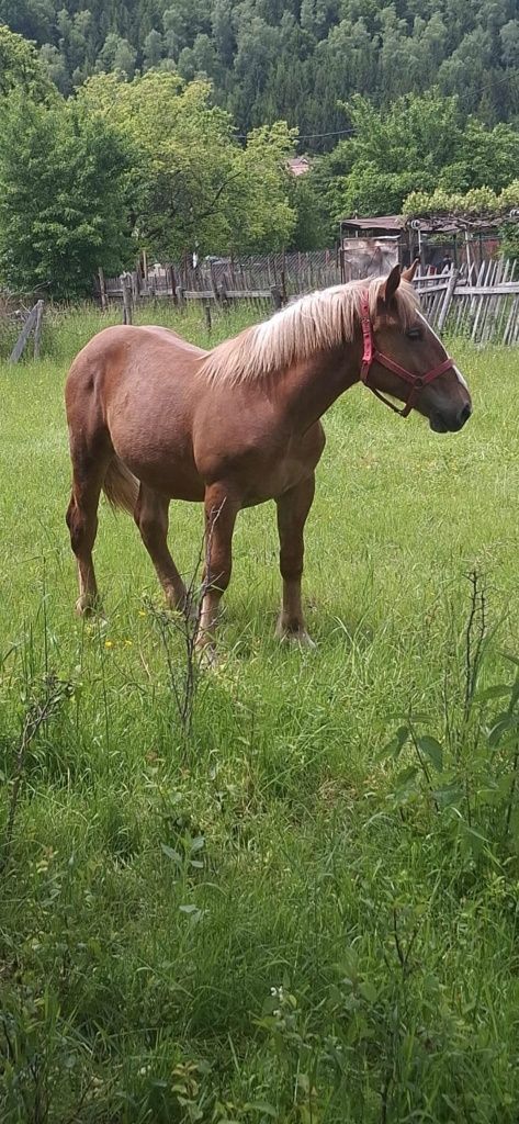Vând mânz de 10 luni rasa sânge rece unguresc