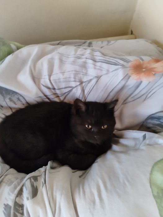 Mushuk bepul, бесплатно