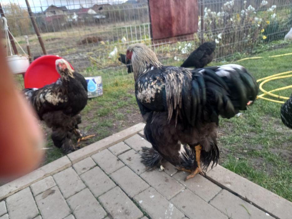 Cocosi brahma pe negru