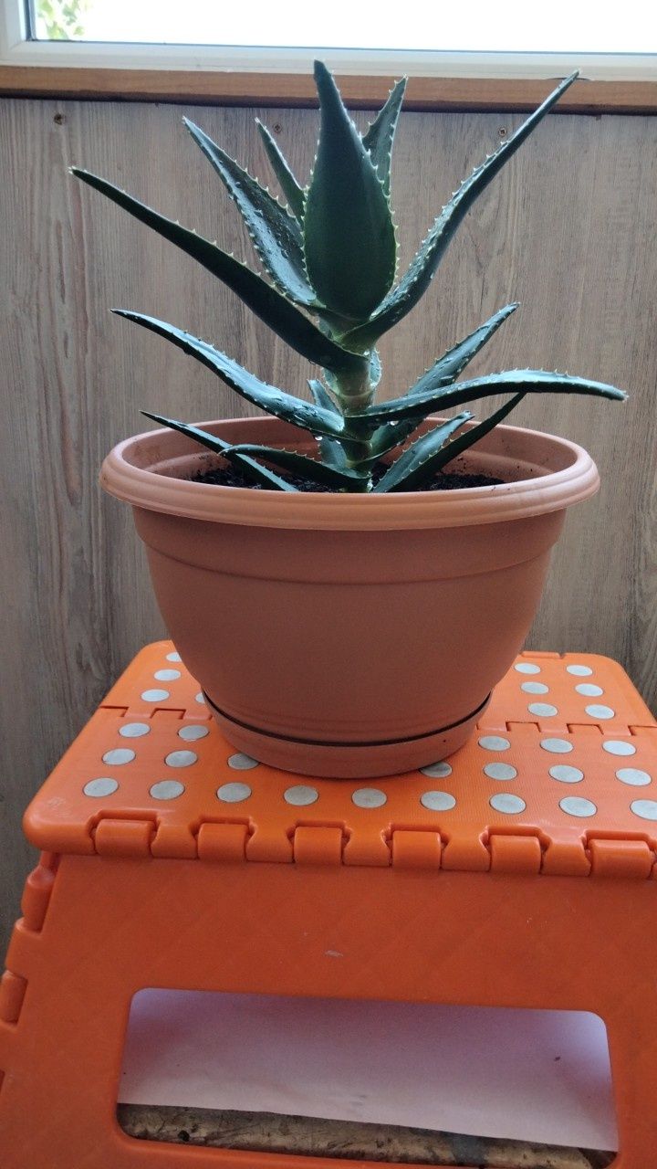 Vând aloe Vera la ghivceci