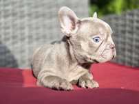 Vand puisor bulldog francez