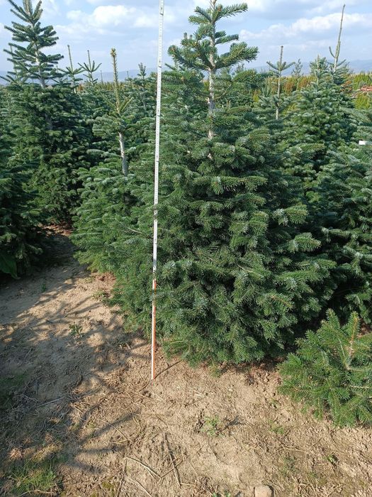 Brazii argintii și verzi. Mesteacan