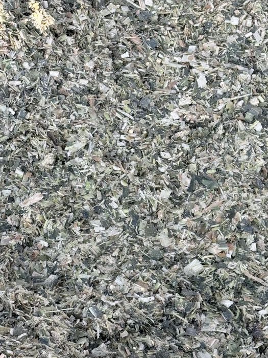 Silis doni bilan urilgan yaguar kanbayda