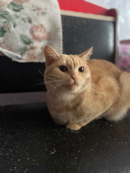 Красивый рыжий котик в добрые руки!