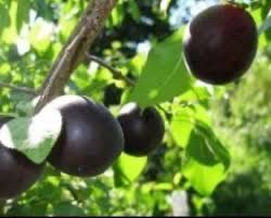 Cais deosebit printul negru