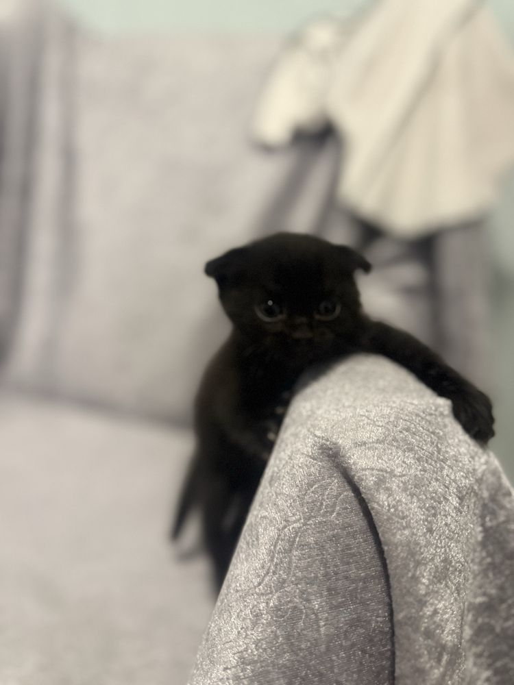 British Shorthair, Мъжко