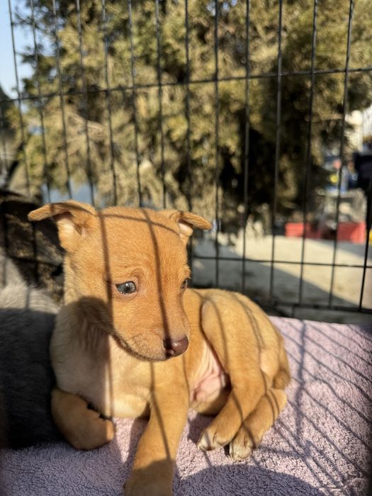 Чистокровный мини тойтерьер мальчик