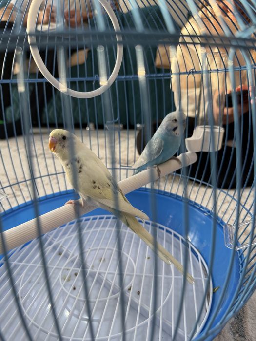 Продам попугаев