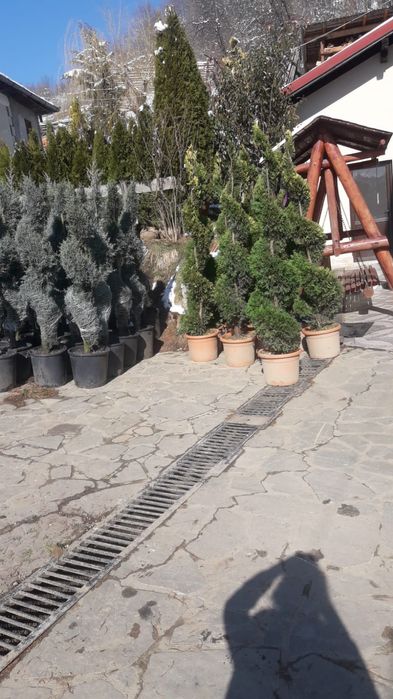 Tuia smarald spirale pon pon magnolia