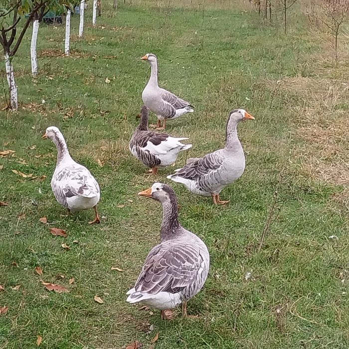 Gâște tinere de anul acesta