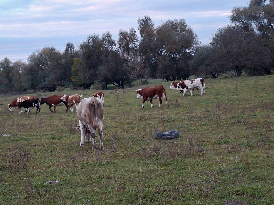 20 vaci de vânzare