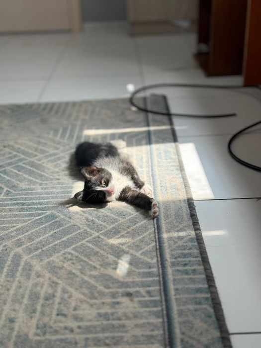 Котик молодой ищет дом