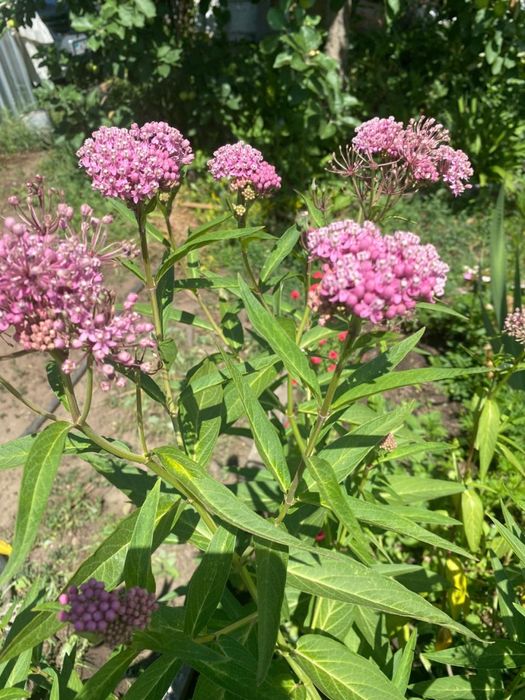 Продаю многолетник Ваточник