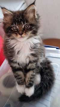 Motanel rasa pura Maine Coon