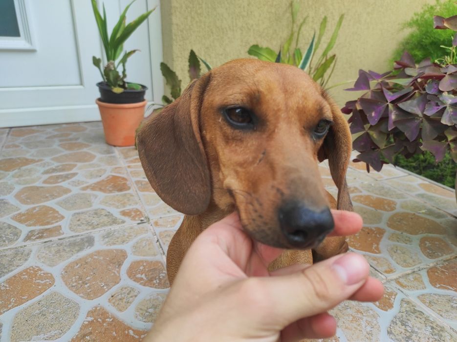 Vând Femelā Teckel