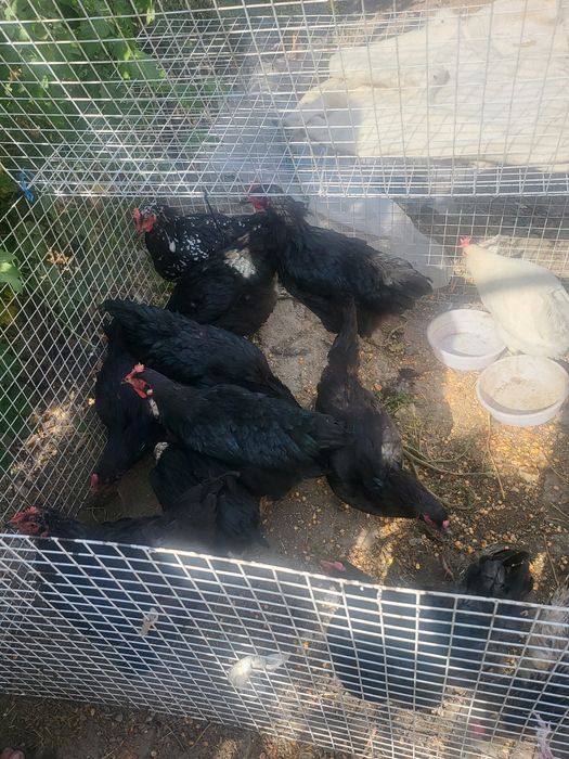 Черный принц, брама курочки на продажу.