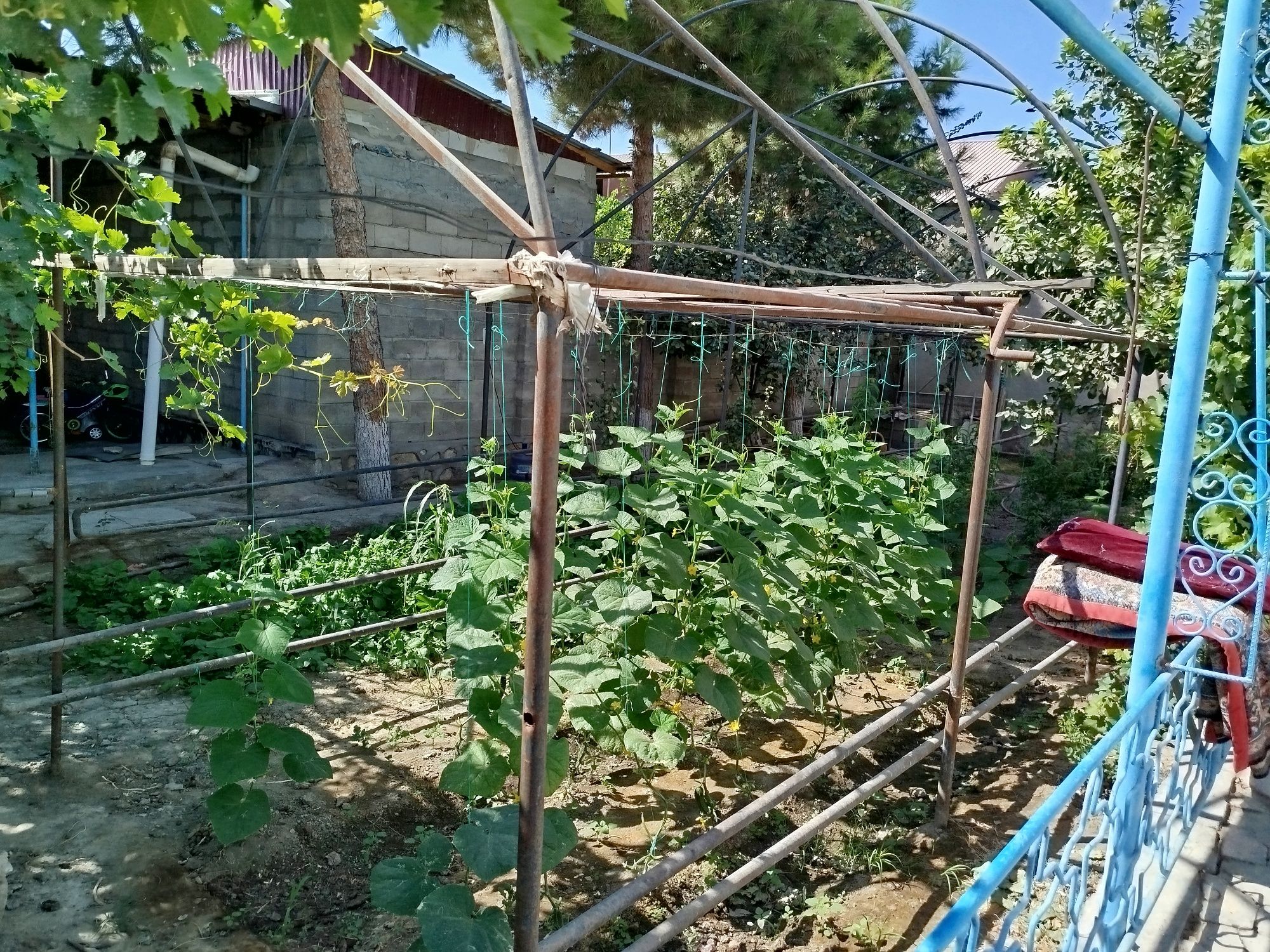 Таййор парник сотилади 1 сотокга