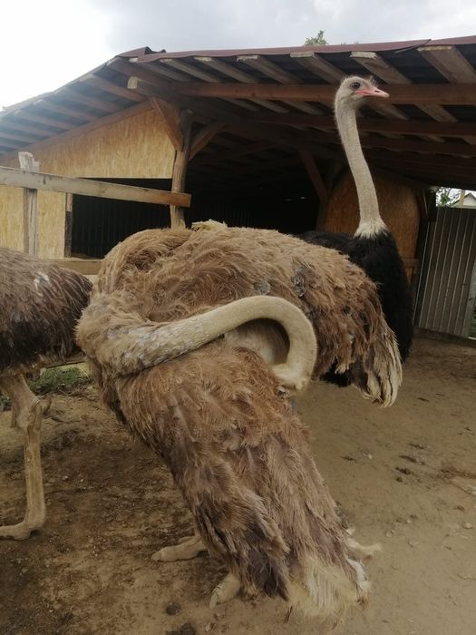 Vând Familie de struți!