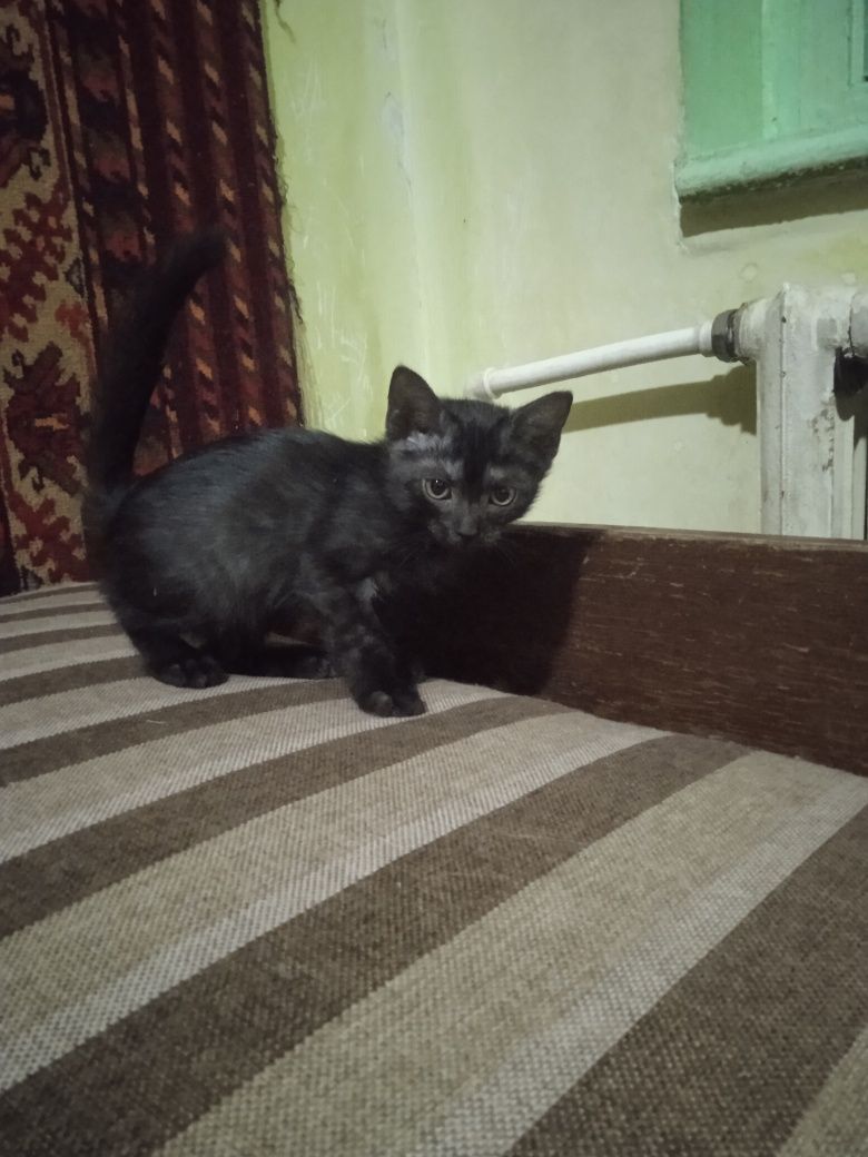 Продаются котята
