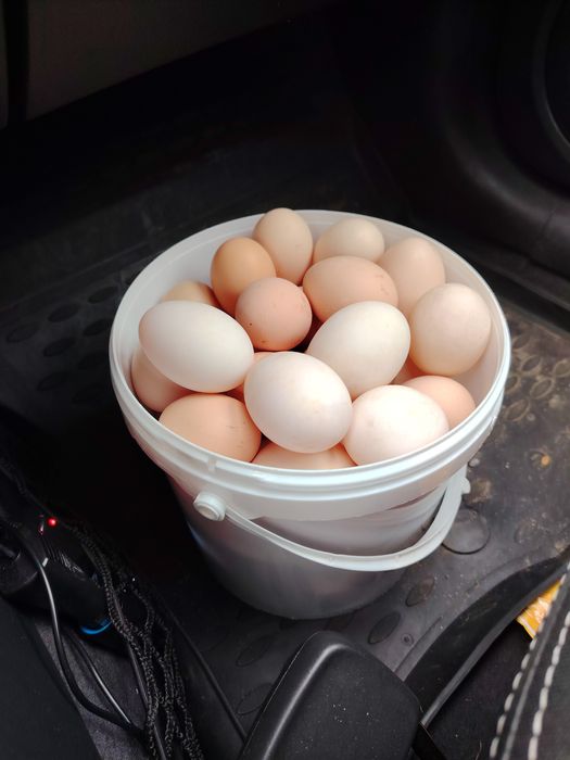 Vând ouă proaspete