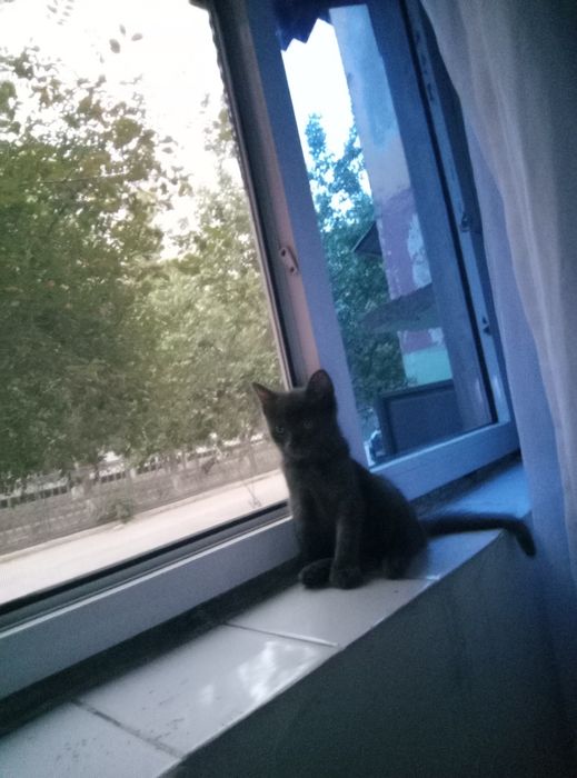 Продаю котят 2 с половиной месяца