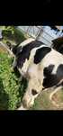 Vând vițea Holstein de 8 luni în Tismana Gorj