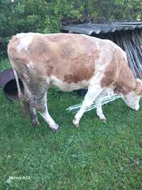 Vând vaca balta romanesc