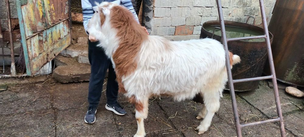 Țap de vânzare,  pret negociabil. Merită văzut.