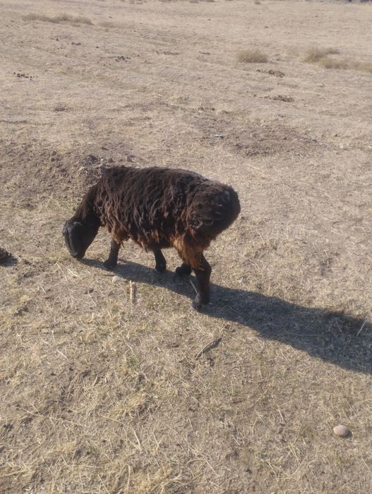 Средни кочкар продам