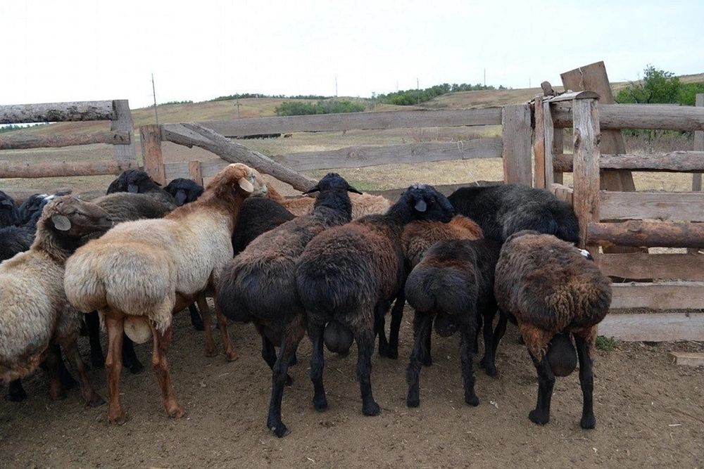 Қосшы Марқа, Қой, Бараны. Тоқты, Кой, Баран, Қойлар.