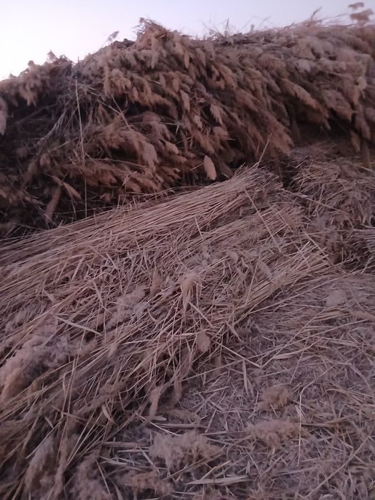 Qamishlar yangi sotiladi.