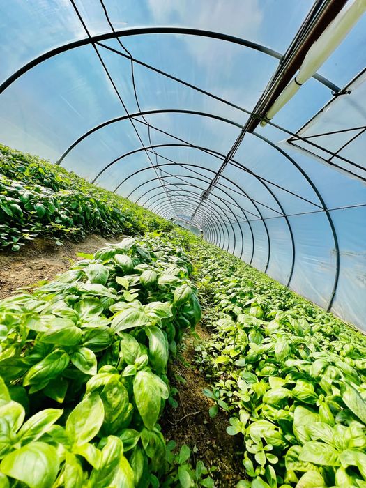 Sere , solarii , arcade