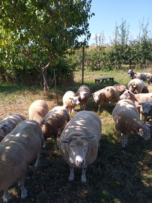 Berbecuț mielute texel