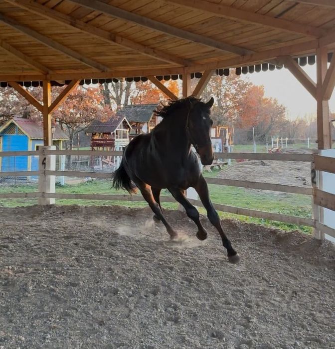 Armăsar de monta KVPN