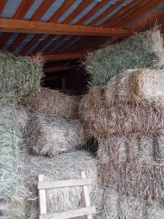 Balotii de fan de vanzare