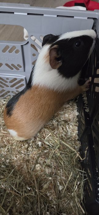 Vând 3 porcuşori de guineea