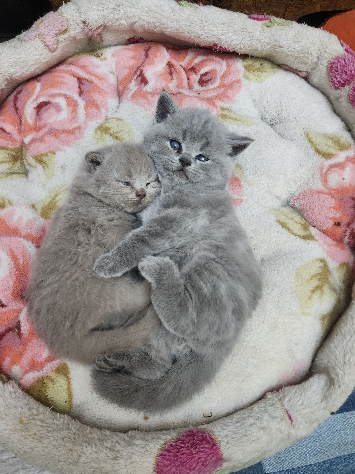 Котята британцы с отличным генотипом