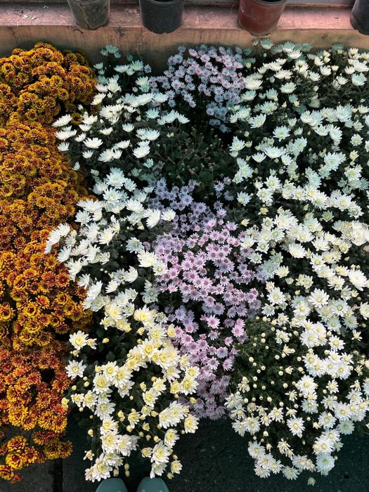 Crizanteme, flori de vanzare