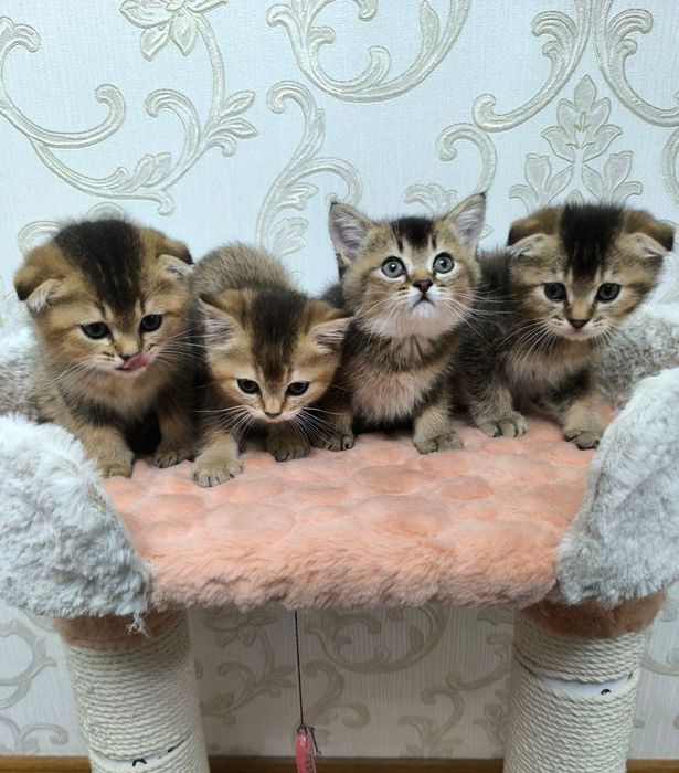 Продаются очаровательные котята с редким окрасом золотая шиншилла