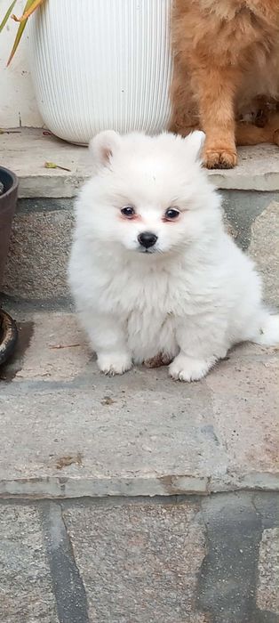 Продавам женско кутре на четири месеца с ваксинирано с паспорт 400 лв