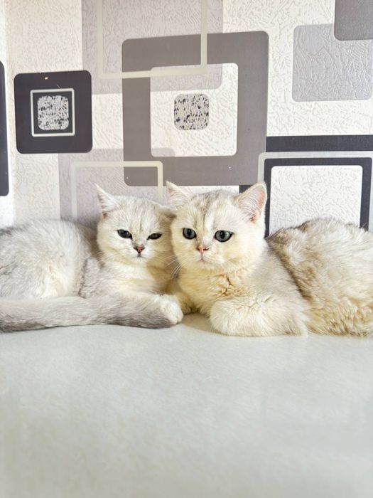 Mushuk/шиншилла/Chinchilla/кот/котёнок/британская шиншила/
