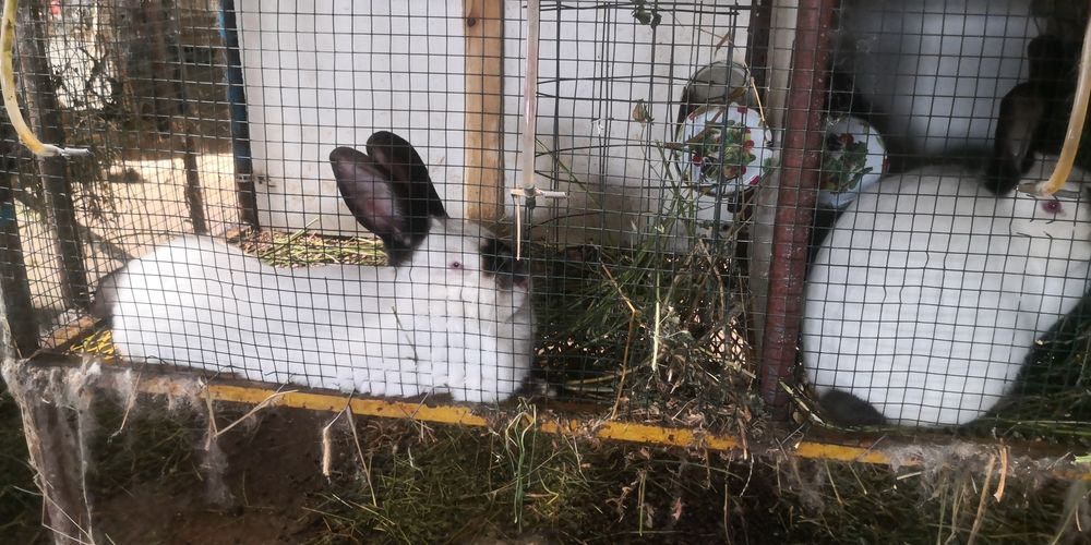 Iepure Californian si Urias de Transilvania