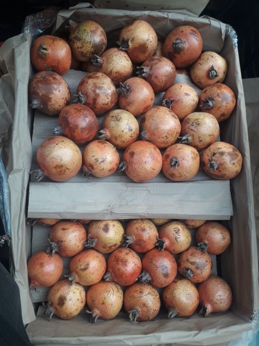 Анор сок учун  сотилади свежи турибди