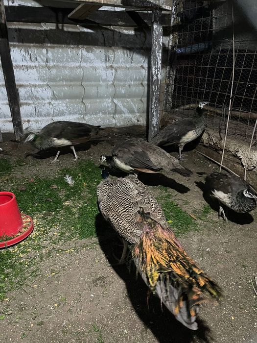 Păuni standard 2025