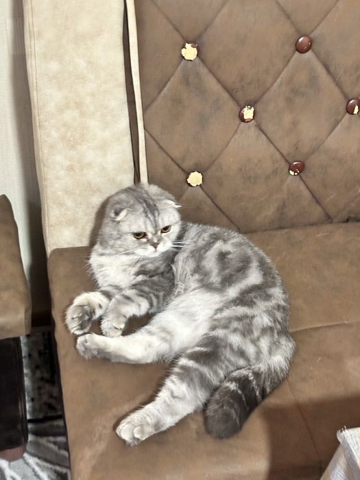 Кошка домашная парода