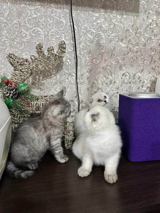 Шатланские вислоухие