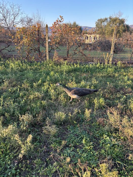 Чифт пауни мъжки женски