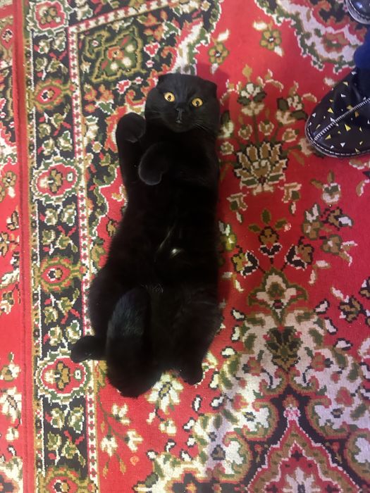 Для вязки. Ищем невесту