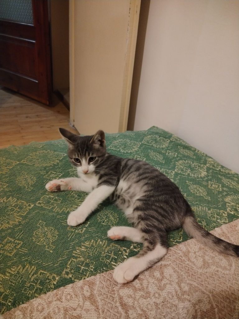 ще дам любимца в добри ръце